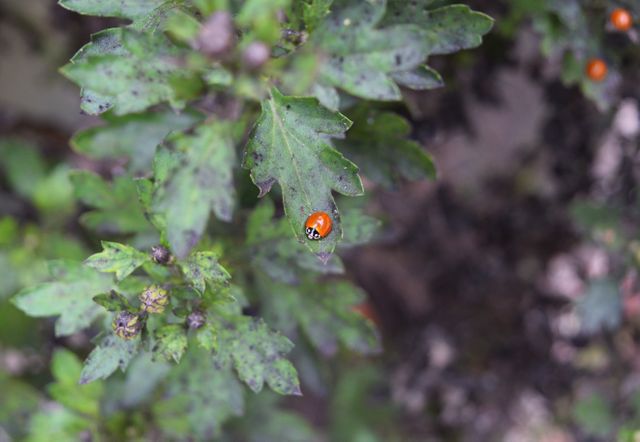 Ladybug sitting on a green leaf, focusing on the insect in a natural environment. Highlighting the vibrant colors of the ladybug against the muted tones of the plant. Ideal for use in nature blogs, educational materials, environmental campaigns, gardening guides, and insect-related content.