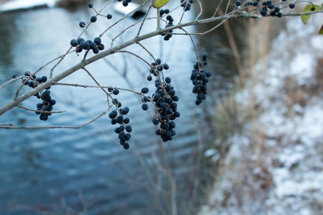 Black Berries on Twig Over Winter Lake - Download Free Stock Photos Pikwizard.com