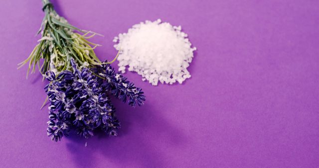 A bunch of fresh lavender flowers lies next to a heap of white sea salt on a vibrant purple background, with copy space. Lavender is often associated with relaxation and aromatherapy, while sea salt is commonly used in spa treatments and wellness practices.
