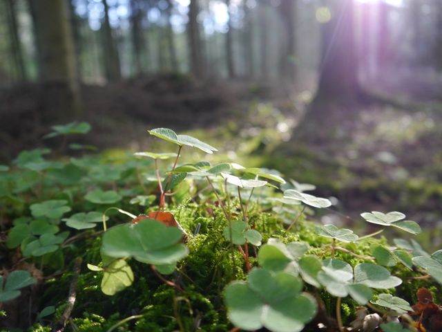 Sunlight filtering through tree canopy onto forest floor covered in lush, green plants and moss creates a peaceful, serene atmosphere. Perfect for nature, environment, or forest-themed projects, presentations, or articles. Ideal for promoting eco-friendliness, outdoor activities, or meditation.