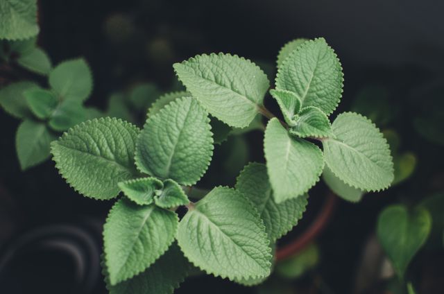 This image features a close-up view of vibrant green mint plant leaves gently illuminated by soft light. It captures the detailed texture and rich color of the foliage, ideal for use in articles or advertisements related to gardening, herbs, natural remedies, cuisine, health, or wellness. Perfect for bringing a fresh, organic, and calming element to a variety of design projects.