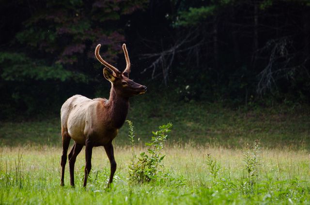 Elk with velvet antlers standing majestically in a forest clearing, surrounded by greenery. This image is perfect for nature-related content, wildlife education materials, environmental campaigns, and outdoor adventure promotions. It captures the serene beauty of wildlife in its natural habitat.