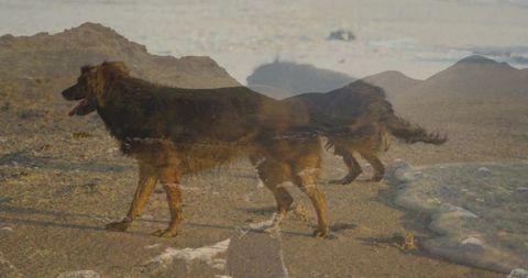 Walking dark-coated dog on rocky beach at golden hour layered double exposure