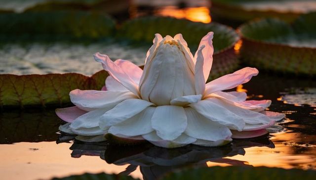 White Water Lily Floating and Reflecting at Golden Hour with Sunset Glow and Petal Detail