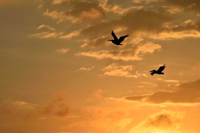 Birds are flying freely across a cloudy sky illuminated by the golden light of a setting sun. This serene and peaceful scene can be used for themes related to nature, tranquility, freedom, and wildlife. Ideal for use in blogs, backgrounds, nature articles, and inspirational content.
