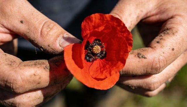Gardener cradling red poppy with soil-stained hands and dirt under nails, closeup