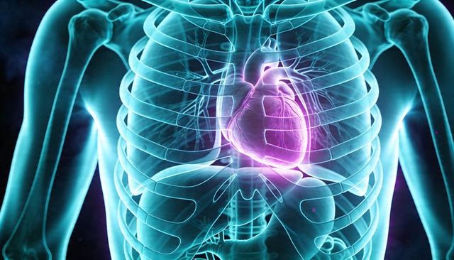 Glowing heart highlighting within translucent rib cage 3d medical illustration