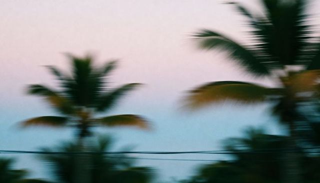 Swaying palm trees blurring against pastel dusk sky with roadside power lines