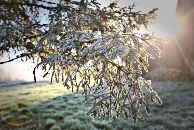 Frost-covered pine branch glistening in morning sunlight. Great for illustrating winter scenes, nature themes, and the beauty of freezing weather.