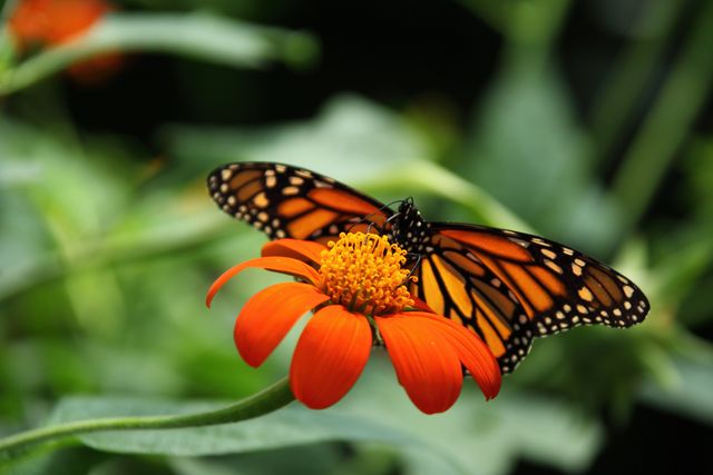 Monarch butterfly sipping nectar from an orange flower, front gardens, promoting pollination and nature. Can be used for nature guides, gardening tips, environmental campaigns, wildlife photography collections, educational materials, and decorating nature-themed spaces.