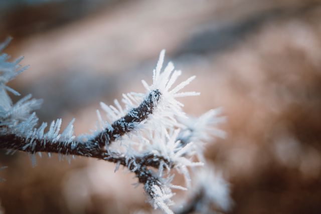 This detailed close-up features a branch covered in frost, showcasing the delicate ice crystals formed on a cold morning. It is perfect for use in nature-related content, seasonal advertising, or illustrating articles about winter weather. The sharpness and detail make it a striking visual for backgrounds or inspirational posts about the natural beauty of winter.