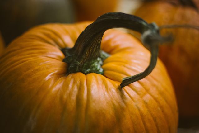 Close up of orange pumpkin with stem in autumn lighting - Download Free Stock Photos Pikwizard.com