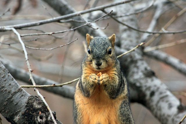 Squirrel perched on a tree branch while eating a nut. Ideal for nature conservation materials, wildlife blogs, educational content about animals, and outdoor adventure advertisements. Reflects autumn ambience and natural behavior of forest wildlife.
