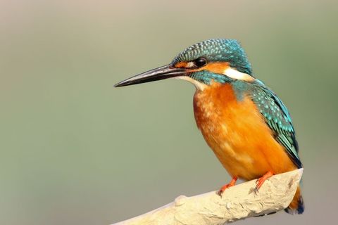 Vibrant common kingfisher perched on branch with turquoise and orange plumage