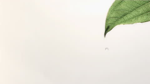 Water Droplet Falling from Leaf Against Minimalist White Background