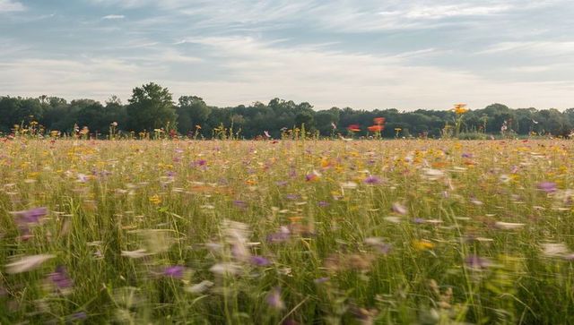 Wind-swept wildflower meadow rippling with color near distant tree line under soft blue sky