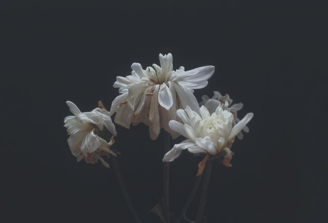 Flower arrangement showing withered white blossoms, perfect for projects emphasizing themes of decay, melancholy, or contrast between life and death. Can be used in art projects, nature studies, or backgrounds to create a somber mood.