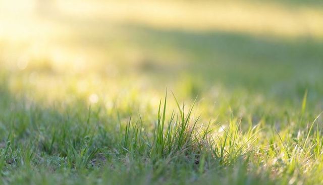 Sunlit grass clump in dewy meadow with soft bokeh and warm golden light for natural textures