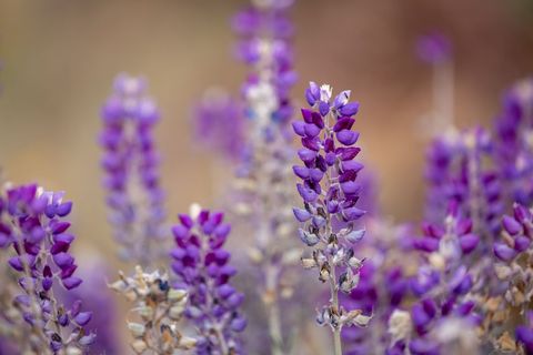 Vibrant purple lupine flowers in sunlit field