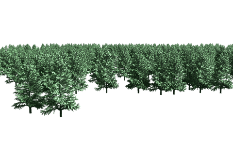 transparent lush green forest foliage and trees - Download Free Stock Videos Pikwizard.com