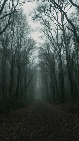 Tracking leaf-strewn forest path into creeping fog, vertical moody nature video