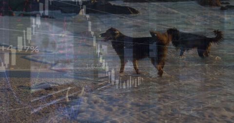 Dogs on Beach with Digital Finance Overlay Concepts - Download Free Stock Images Pikwizard.com