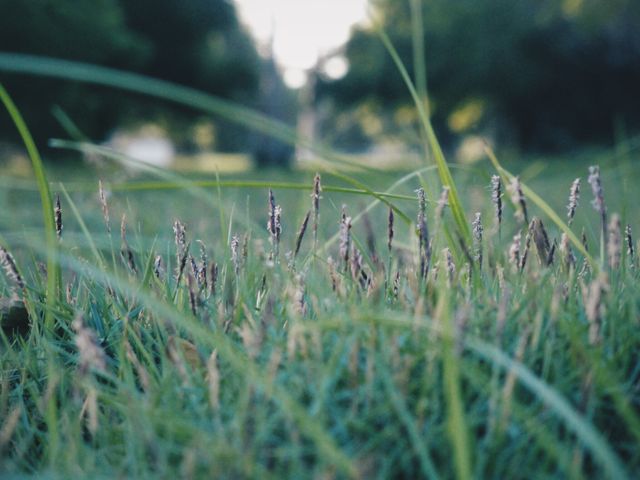 This image showcasing a close-up view of fresh green grass with blurred park background is perfect for nature-related content. Ideal for websites or articles focusing on gardening, outdoor activities, parks and environment conservation. It can also be used for promoting eco-friendly themes and relaxing, natural landscapes.