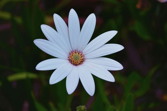 Single White Flower with Radiating Petals in Garden - Download Free Stock Photos Pikwizard.com