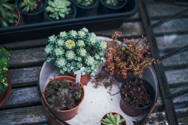 Image displays a diverse collection of potted succulent plants placed on a rustic wooden table. Ideal for use on gardening websites, blogs about houseplants, horticulture books, articles on plant care, and social media posts about gardening decor. This scene evokes a sense of casual and approachable gardening, making it perfect for hobbyists and plant enthusiasts.