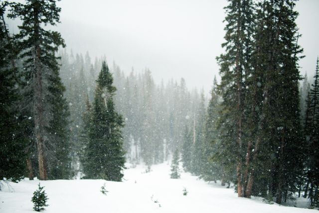 Evergreen Forest Covered in Winter Snowfall - Download Free Stock Photos Pikwizard.com