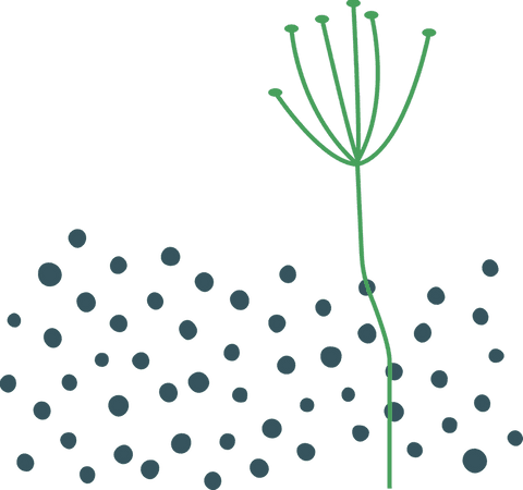 Elegant minimalist plant design on transparent background