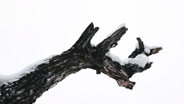 Gnarled snow-covered branch crossing minimalist white sky, dramatic bark texture, contrast