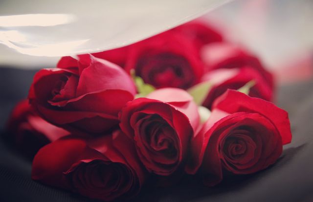 Close-up of Red Roses in Soft Focus for Romantic Occasions - Download Free Stock Photos Pikwizard.com