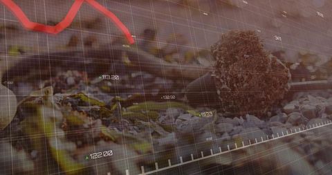 Seed pod resting on pebble shoreline with data overlay and falling red trend line