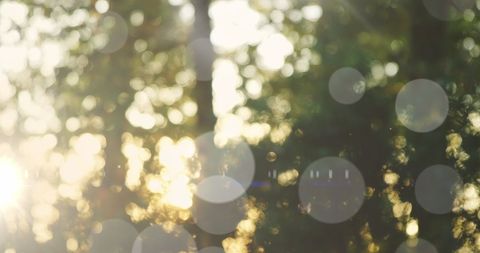 Sunlit Forest with Abstract Light Bokeh - Download Free Stock Images Pikwizard.com