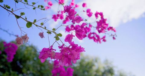 Magenta bougainvillea branch blooming against blue sky with delicate pale bracts