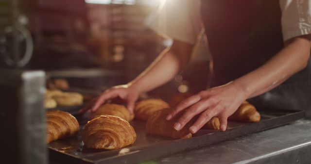 Baker placing golden-brown croissants on tray in a kitchen with sunlight filtering through. Perfect for illustrating bakery business, pastry preparation process, culinary arts, and delicious fresh baked goods.