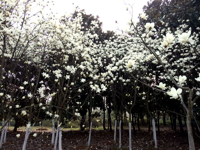 White magnolia flowers blooming in clustered trees in spring forest create a serene and tranquil scene. Useful for nature-themed designs, spring season promotions, backgrounds, or environmental campaigns.
