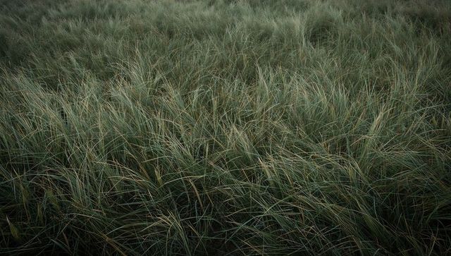 Swaying dune grass creating textured ripples across windswept meadow with seed stalks