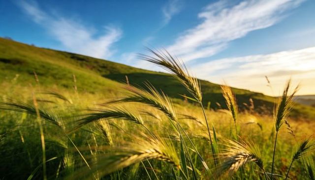 Swaying wild grasses on golden hillside at sunset, meadow landscape in warm light, golden hour