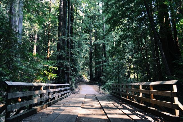 Wooden bridge leading through a forest pathway with tall trees framing the scene. Ideal for use in content related to hiking, nature exploration, travel blogs, outdoor adventure advertisements, or environmental conservation campaigns.