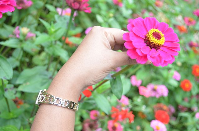 A close-up of a woman’s hand holding a bright pink zinnia flower in a lush garden filled with a variety of colorful flowers and green foliage. The golden bracelet adorning the hand adds a touch of elegance. Ideal for use in gardening blogs, nature websites, summer or floral-themed articles, and advertisements for jewelry or gardening supplies.