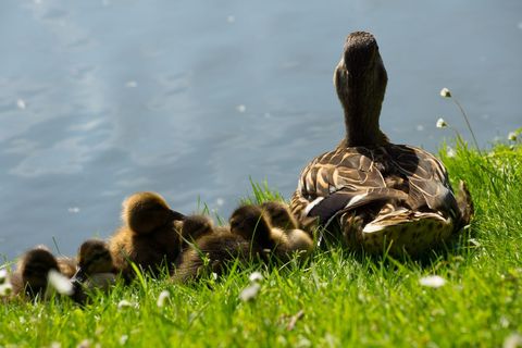 Mother Duck and Ducklings Resting by Tranquil Waterside