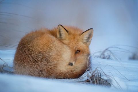 Cozy red fox resting in winter scene