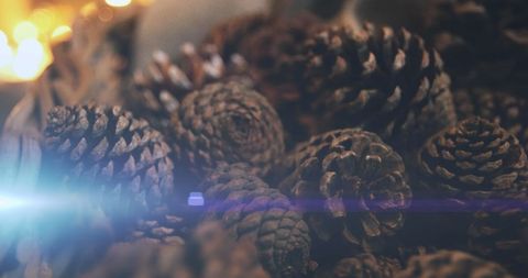 Close-Up of Pine Cones with Festive Holiday Lighting