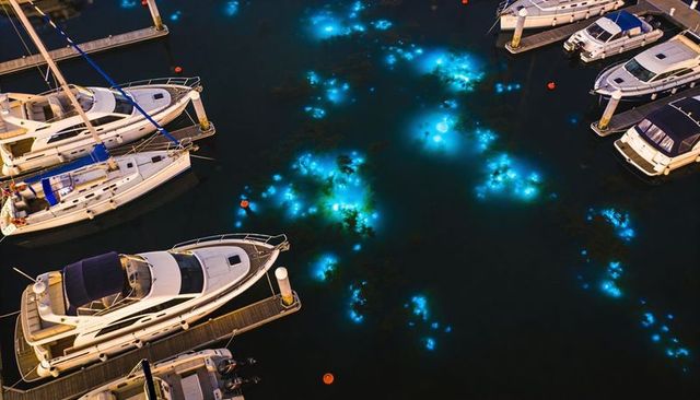 Bioluminescent clusters glowing around luxury yachts in marina at night, cyan sea lights