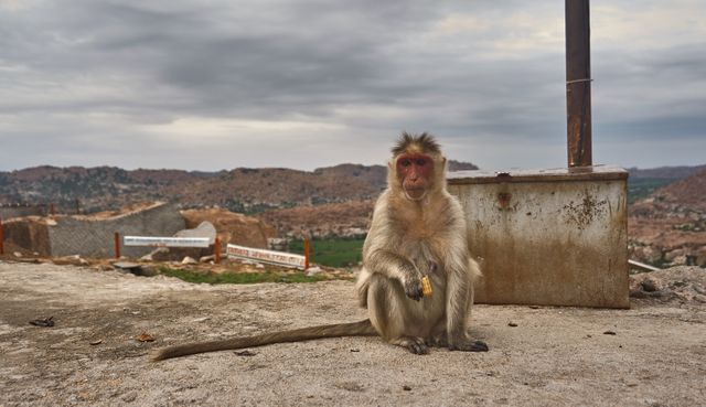 Macaque Monkey Primate - Download Free Stock Photos Pikwizard.com