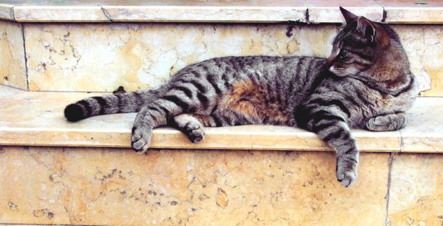 The image shows a tabby cat relaxing on marble steps, laying down with an alert yet calm posture. This photo is ideal for use in pet-related content, outdoor lifestyle materials, and articles about cats. It can also be used in marketing for pet-care products or as a visually appealing addition to social media posts about animals.