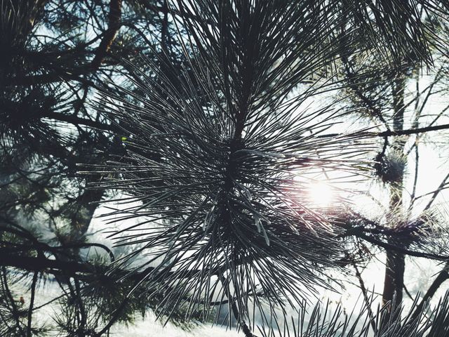 Frosty Pine Tree Branches in Sunlight - Download Free Stock Photos Pikwizard.com