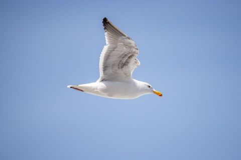 Seagull soaring over clear blue sky, white gull gliding with wings spread, coastal freedom
